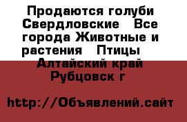 Продаются голуби Свердловские - Все города Животные и растения » Птицы   . Алтайский край,Рубцовск г.